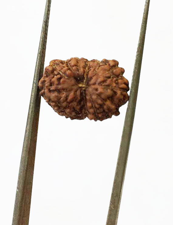 13 Mukhi Certified Indonesian Rudraksha  Size- 14.50 mm